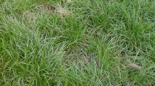 green greenworld зелень зелёнка зелепужина трава травушка-муравушка обкуриться и не жить